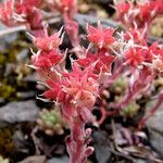 Sedum hispanicum फल