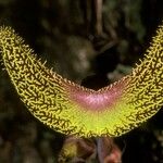 Aristolochia cornuta Цвят