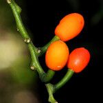 Urobotrya sparsiflora Плод