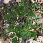 Phacelia bipinnatifida Folha