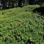 Rhododendron ferrugineum Habit