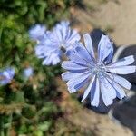 Cichorium endivia Flower