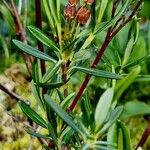 Kalmia polifolia 葉