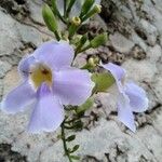 Thunbergia grandiflora Цветок