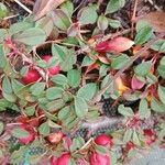 Cotoneaster microphyllus 叶