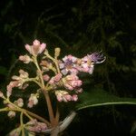 Miconia holosericea Flower