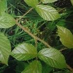 Rubus lusaticus Hoja