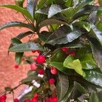 Ardisia crenata ഫലം