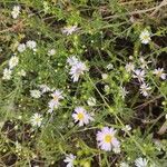 Symphyotrichum ericoidesFloare