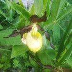 Cypripedium calceolus Flower