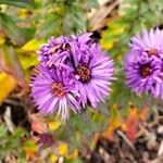 Symphyotrichum novae-angliaeFlower