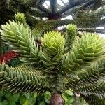 Araucaria araucana Blad