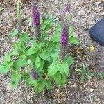 Teucrium hircanicum Bloem