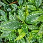 Strobilanthes auriculata Foglia