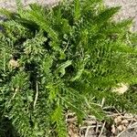 Achillea nobilisLeaf