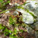 Luzula pediformis Flower