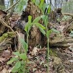 Polygonatum multiflorumYaprak