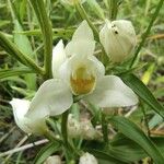 Cephalanthera damasonium Blüte