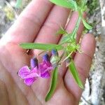 Lathyrus linifoliusKvět