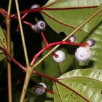 Miconia lateriflora Плод