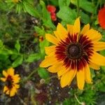 Rudbeckia hirtaFloro