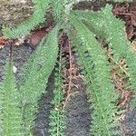 Achillea odorata 葉