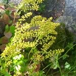 Chiastophyllum oppositifolium Flower