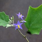 Solanum wrightii Liść