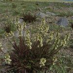 Pedicularis contorta Hábito