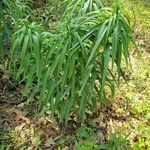 Lilium lancifoliumLehti