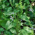 Scutellaria ovata Leaf