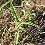 Commelina forskaolii Lapas