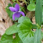 Viola odorataFlower