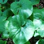 Doronicum pardalianches Leaf