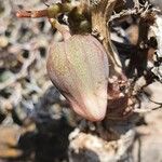 Adenia volkensii Fruto