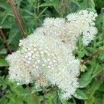 Filipendula ulmariaFlower