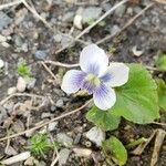 Viola sororia Flower