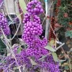 Callicarpa americanaFruto