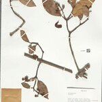 Clusia martiana Leaf