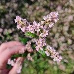 Fagopyrum esculentumFlower