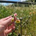 Scrophularia trifoliata Fula