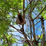 Jacaranda mimosifolia Hábito