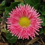 Bellis perennisFlor