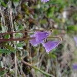 Soldanella pusilla Kwiat