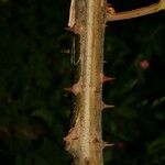Caesalpinia decapetala Coajă