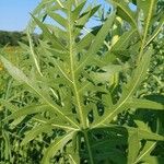 Silphium laciniatum পাতা