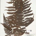 Cyathea cyatheoides Folla