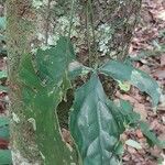 Cercestis mirabilis Φύλλο