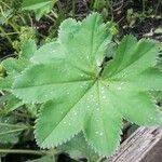 Alchemilla acutiloba Kita