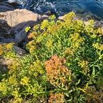 Crithmum maritimum L.Cvet